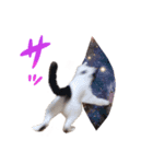 My pet’s name is Mamedaifuku（個別スタンプ：2）