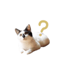 My pet’s name is Mamedaifuku（個別スタンプ：3）