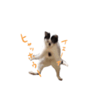 My pet’s name is Mamedaifuku（個別スタンプ：4）