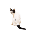 My pet’s name is Mamedaifuku（個別スタンプ：6）