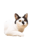 My pet’s name is Mamedaifuku（個別スタンプ：7）