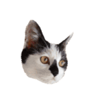 My pet’s name is Mamedaifuku（個別スタンプ：9）