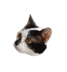 My pet’s name is Mamedaifuku（個別スタンプ：10）