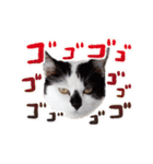 My pet’s name is Mamedaifuku（個別スタンプ：11）