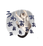 My pet’s name is Mamedaifuku（個別スタンプ：14）