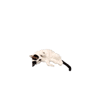 My pet’s name is Mamedaifuku（個別スタンプ：15）