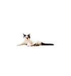 My pet’s name is Mamedaifuku（個別スタンプ：16）