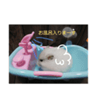 シロップのきもち～ハムスターのくらし（個別スタンプ：2）