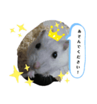 シロップのきもち～ハムスターのくらし（個別スタンプ：9）