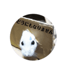シロップのきもち～ハムスターのくらし（個別スタンプ：11）
