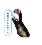 シロップのきもち～ハムスターのくらし（個別スタンプ：17）