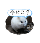 シロップのきもち～ハムスターのくらし（個別スタンプ：20）