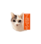 ぜんぶ海ちゃん（個別スタンプ：5）