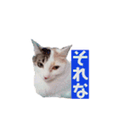 ぜんぶ海ちゃん（個別スタンプ：14）