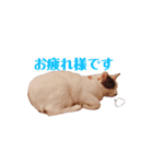 ぜんぶ海ちゃん（個別スタンプ：17）