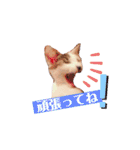 ぜんぶ海ちゃん（個別スタンプ：18）