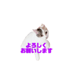ぜんぶ海ちゃん（個別スタンプ：25）