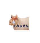 ぜんぶ海ちゃん（個別スタンプ：31）