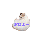 ぜんぶ海ちゃん（個別スタンプ：34）