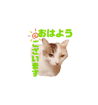ぜんぶ海ちゃん（個別スタンプ：36）