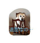 うちのラブたち❤️（個別スタンプ：3）
