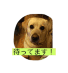 うちのラブたち❤️（個別スタンプ：12）