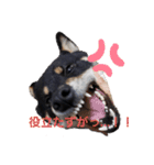 remu2（個別スタンプ：16）