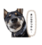 remu2（個別スタンプ：21）