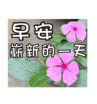 花-暖かい心の長老（個別スタンプ：1）