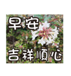 花-暖かい心の長老（個別スタンプ：8）