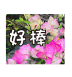 花-暖かい心の長老（個別スタンプ：12）