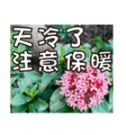 花-暖かい心の長老（個別スタンプ：13）