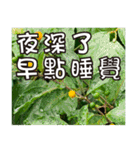 花-暖かい心の長老（個別スタンプ：16）