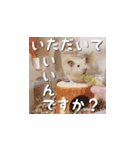 もちおすたんぷ（個別スタンプ：2）