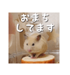 もちおすたんぷ（個別スタンプ：3）