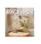 もちおすたんぷ（個別スタンプ：5）