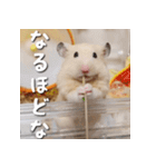 もちおすたんぷ（個別スタンプ：7）