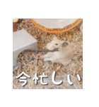 もちおすたんぷ（個別スタンプ：10）