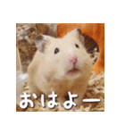 もちおすたんぷ（個別スタンプ：15）