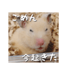 もちおすたんぷ（個別スタンプ：16）