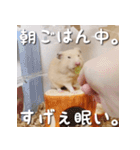 もちおすたんぷ（個別スタンプ：17）