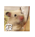 もちおすたんぷ（個別スタンプ：19）