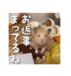もちおすたんぷ（個別スタンプ：23）