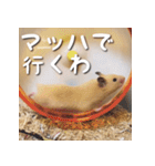 もちおすたんぷ（個別スタンプ：25）