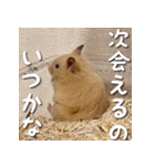 もちおすたんぷ（個別スタンプ：30）