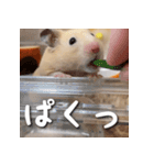 もちおすたんぷ（個別スタンプ：35）
