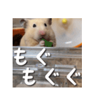 もちおすたんぷ（個別スタンプ：36）
