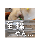 もちおすたんぷ（個別スタンプ：37）