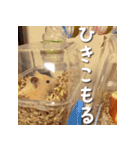 もちおすたんぷ（個別スタンプ：38）