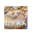 もちおすたんぷ（個別スタンプ：39）